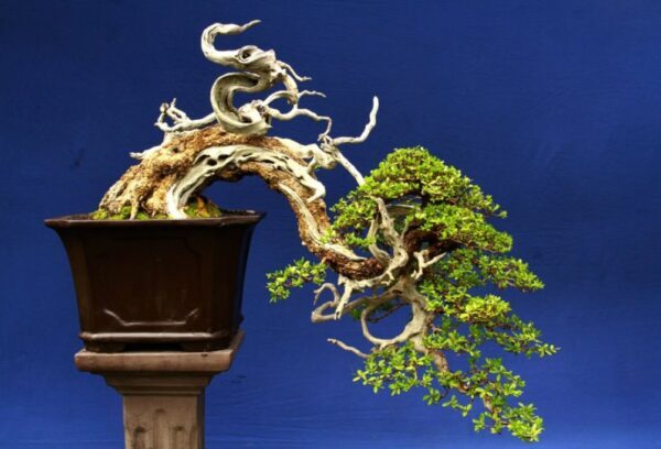 Cara Menggunakan Tang Jin Untuk Membersihkan Kawat Bekas