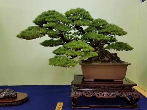 Teknik ‘Anchor’ (Jangkar) Cara Mengunci Kawat Pada Batang Agar Tidak Goyah