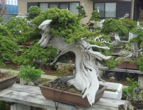 Kapan Waktu Terbaik Melepas Kawat Bonsai? (Jangan Sampai “Makan”!)