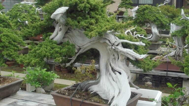 Kapan Waktu Terbaik Melepas Kawat Bonsai? (Jangan Sampai “Makan”!)