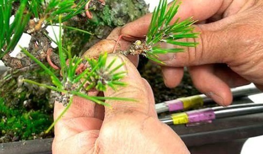 Tanda-Tanda Kawat “Makan” (Masuk Ke Kambium) Dan Cara Mengatasinya