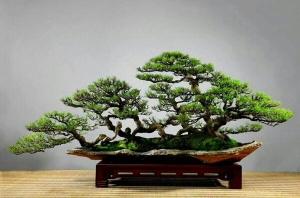 Membentuk Gerak Dasar (Movement) Pada Batang Muda Dengan Kawat