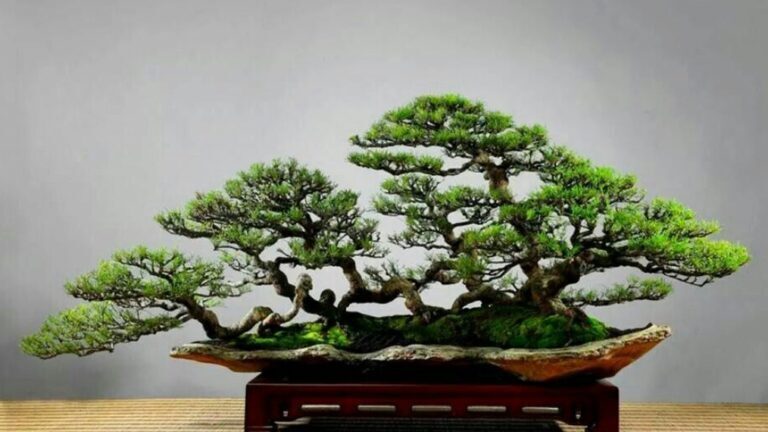 Membentuk Gerak Dasar (Movement) Pada Batang Muda Dengan Kawat